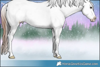 Horse Color:White Spotted Brown Appaloosa 