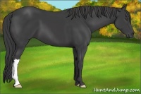 Horse Color:Smoky Black 