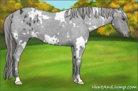 Horse Color:White Spotted Black Appaloosa 