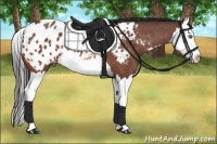 Horse Color:Bay Roan Splash Appaloosa