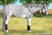 Horse Color:White Spotted Black Splash Appaloosa 