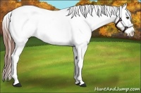 Horse Color:Blue Roan Appaloosa 