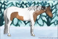 Horse Color:Buckskin Tobiano