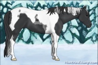 Horse Color:Black Tobiano 
