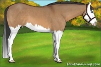 Horse Color:Bay Dun Splash 