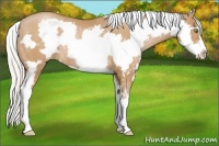 Horse Color:White Spotted Silver Brown Pearl Splash Frame Rabicano