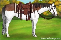 Horse Color:Bay Splash Rabicano