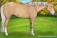 Horse Color:Silver Classic Champagne Splash Rabicano 