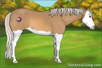 Horse Color:Silver Buckskin Splash 