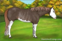 Horse Color:Liver Chestnut Splash Rabicano 