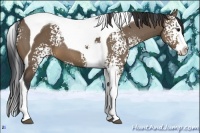 Horse Color:White Spotted Brown Dun Splash Tobiano