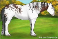 Horse Color:White Spotted Bay Splash