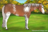 Horse Color:White Spotted Silver Bay Splash
