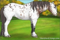 Horse Color:White Spotted Bay Appaloosa
