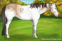 Horse Color:White Spotted Amber Champagne 
