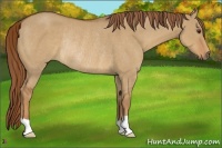 Horse Color:Red Dun Rabicano