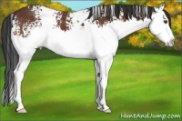 Horse Color:White Spotted Bay Splash