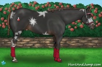 Horse Color:Liver Chestnut Ice Sabino 