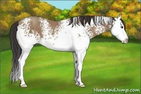 Horse Color:White Spotted Classic Champagne Sabino Splash 