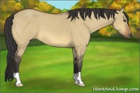 Horse Color:Buckskin Dun 