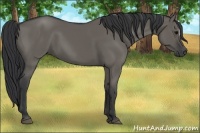 Horse Color:Unknown 