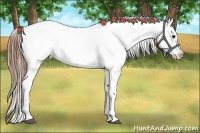 Horse Color:Bay Roan Appaloosa 