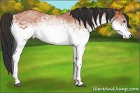 Horse Color:White Spotted Bay 