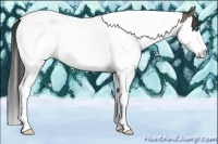 Horse Color:Buckskin Roan Splash Tobiano