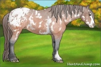 Horse Color:White Spotted Brown Splash Frame Appaloosa 