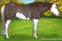 Horse Color:Liver Chestnut Splash Rabicano 