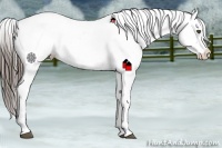 Horse Color:Liver Chestnut Appaloosa 