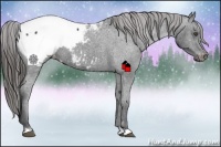 Horse Color:Black Appaloosa 