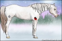 Horse Color:Chestnut Snowcap 