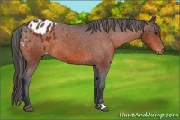 Horse Color:Bay Appaloosa 