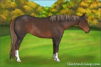 Horse Color:Liver Chestnut 