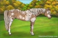 Horse Color:Chocolate Palomino Ice Sabino 