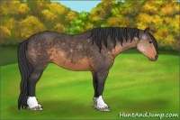 Horse Color:Buckskin 