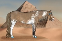 Horse Color:White Spotted Liver Red Dun 