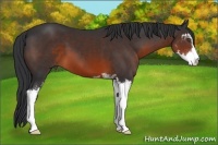Horse Color:Brown Sabino