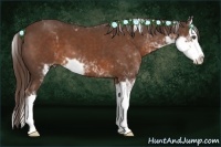 Horse Color:Liver Chestnut Sabino Splash