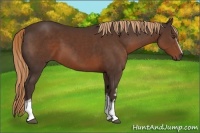 Horse Color:White Spotted Liver Chestnut 