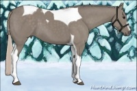 Horse Color:Silver Grullo Sabino Tobiano