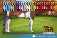 Horse Color:Brown Tobiano Frame Blanket 