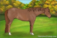 Horse Color:Red Roan 