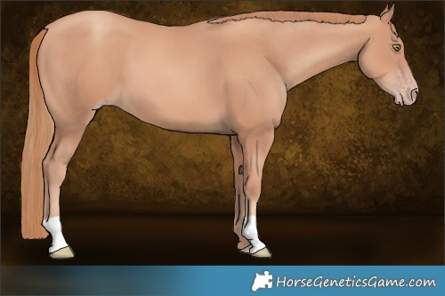 Horse Color:Gold Champagne 
