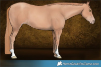 Horse Color:Gold Champagne 