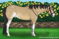 Horse Color:Bay Dun Sabino 