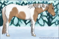 Horse Color:Palomino Tobiano 