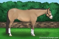 Horse Color:Amber Champagne Sabino