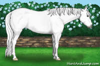 Horse Color:Gray Buckskin Splash Tobiano 